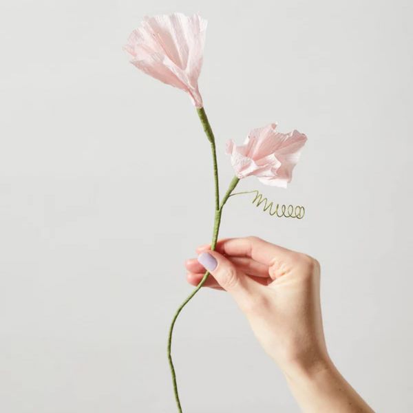Paper Flower Morning Glory - Rose