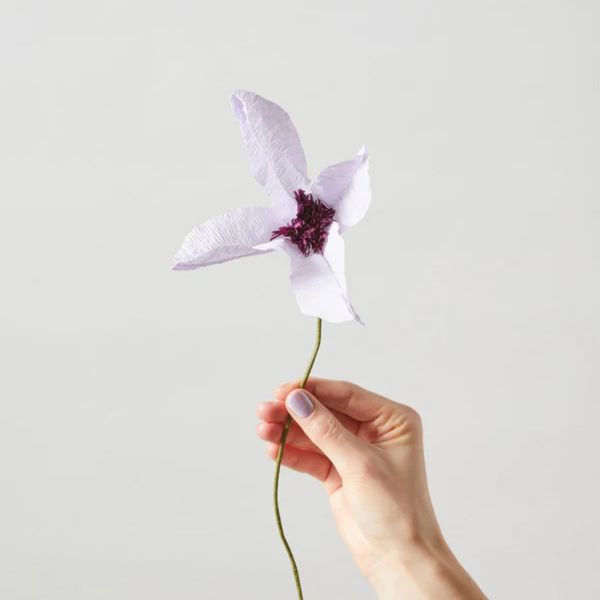 Paper Flower Clematis - Purple